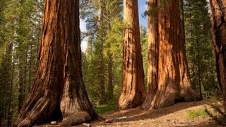 The Redwood Trees  World Tallest Trees [upl. by Coralyn]