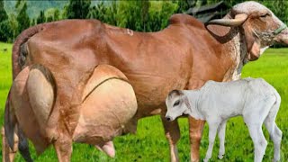 Highly Milking Biggest Udder Gir Cow Breed  Gir Cow Farming for Milk [upl. by Dermott477]