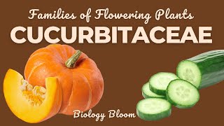 Cucurbitaceae Family Gourd or Sponge Family  Characteristics Economic Importance  Biology Bloom [upl. by Ariom]