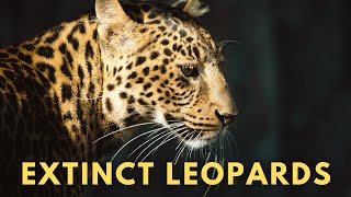 Extinct Leopards [upl. by Halilak]