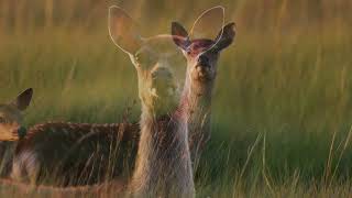 Sika Deer A Fascinating Look Into Their World [upl. by Madanhoj]