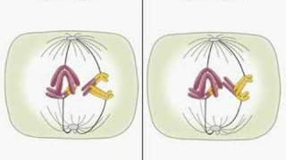 Translocation and meiosis [upl. by Nilya]