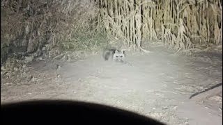 How to trapping raccoons on a golf course Selling coon meat [upl. by Ellenet753]