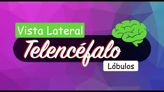 🥇Lóbulos cerebrales  Vista Lateral 🧠 menos de 5m⏳ [upl. by Pearl]