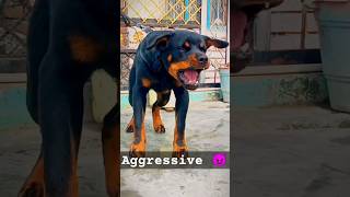 aggressive rottweiler dog barking dog doglover rottweiler doberman aggressive huskydoglovers [upl. by Bergstein]