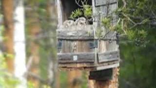 Ural owl  Slaguggla strix uralensis [upl. by Yttam657]