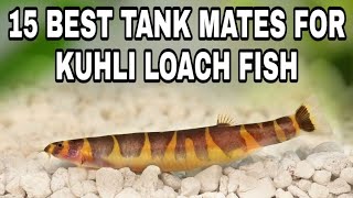 Kuhli Loach Tank Mates [upl. by Clausen958]