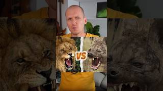 🦁 HYÈNES vs LIONS 😡 [upl. by Walsh40]