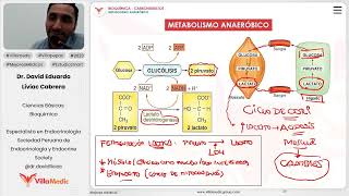 Carbohidratos  Metabolismo anaeróbico [upl. by Lenaj]