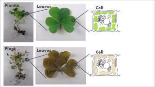 How Atrazine Kills Plants [upl. by Eylk]