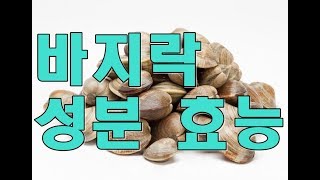 바지락manila clam의 효능 [upl. by Analad]