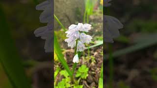 Puschkinia Flower  Striped Squill Plant Outdoors [upl. by Norvin202]