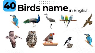 Birds name  birds name in English [upl. by Einhoj611]