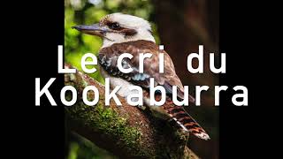 Le cri du kookaburra Oiseau australien [upl. by Yde]