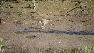 Juvenile BuffBanded Rail feeding 23 20240121 [upl. by Nerok]