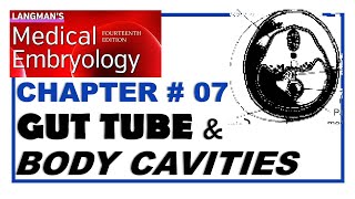 Langman Chapter07  Gut Tube amp Body Cavities  Embryology  Dr Asif Lectures [upl. by Olds]