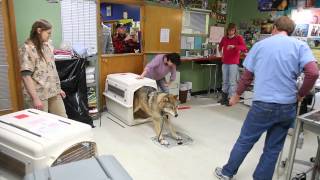 IFAW Alaska WolfDog Rescue [upl. by Ycnuahc]