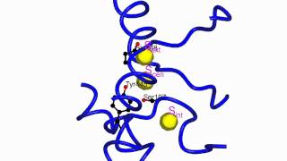 CLC chloride channel  transporter [upl. by Atinod]