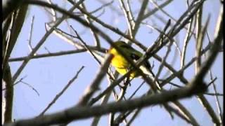 Yellow Grosbeak singing [upl. by Isnyl]