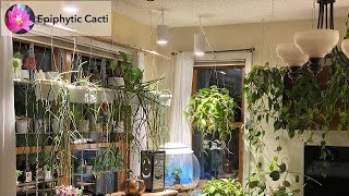 Wintering plants around the house [upl. by Niriam]