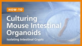 How to Culture Mouse Intestinal Organoids Isolating Intestinal Crypts and Establishing Organoids [upl. by Illom231]