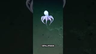 🐙 Descubre a Casper El Pulpo Fantasma de las Profundidades Marinas 🌊  Hallazgo Científico [upl. by Siri218]