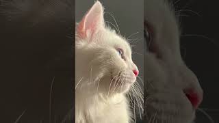 Adorable White Cat with Odd Eyes Meowing Sweetly 😻👀 [upl. by Yurik]