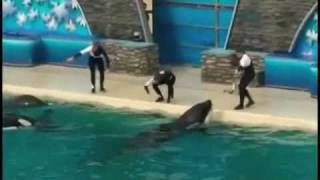 Killer Whale Shamu Kills Trainer at Seaworld [upl. by Wilmer806]