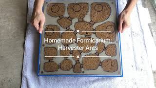 DIY Formicarium New Nest for Red Harvester Ants Pogonomyrmex barbatus [upl. by Etteval]