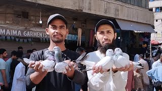 Highflyer Resulted Pigeons in Saddar Market Karachi Dub Wale Golden Kasuri Lal Bajrahi Zeera 😯😍😄 [upl. by Tarttan948]