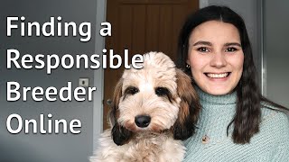 FINDING THE RIGHT BREEDER Buying a puppy from a responsible breeder not a puppy farm online [upl. by Anaed79]