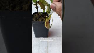 Feeding my Nepenthes two juicy caterpillars🐛🐛 nepenthesplant pitcherplants nepenthes [upl. by Ennaear607]