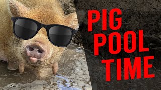 Our Kune Kune Pigs Got A Pool Homestead Animals [upl. by Bucella]