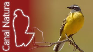 Lavandera boyera Motacilla flava Yellow Wagtail 4K [upl. by Snilloc]