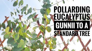 Pollarding amp pruning eucalyptus gunnii to a standard tree [upl. by Alikam]