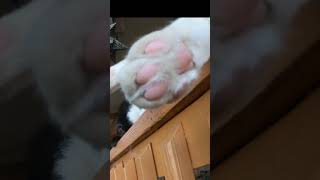 Cat toes Shorts cats toebeans caturday [upl. by Aihcats]