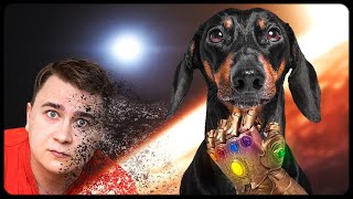 ALERT SPOILERS Cute amp funny dachshund dog video [upl. by Caylor]