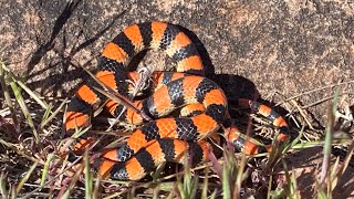 Early spring herping and flipping colorful snakes [upl. by Theall]