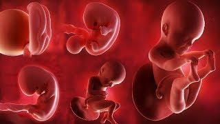 Fetal development month by month [upl. by Avrit]