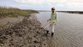 Oysters  Quadrat Sampling [upl. by Tserrof]