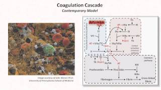 Hemostasis Lesson 3  Coagulation Cascade and Fibrinolysis [upl. by Barbra]