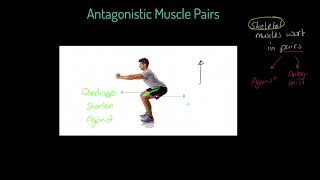 OCR GCSE PE 91 Antagonistic Muscle Pairs [upl. by Lewiss]