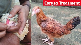 Infectious Coryza In Chicken  Life Saving Operation  Abalata Farming [upl. by Osborn]