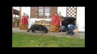 Hunde erziehen ohne Worte Teil 4  dog training without words Part 4 [upl. by Ehpotsirhc]