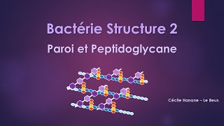 Bactérie Structure 2 PAROI BACTERIENNE et PEPTIDOGLYCANE sans musique de fond [upl. by Stanleigh651]