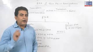 Role of ribosomal RNA in protein synthesis [upl. by Cohn]