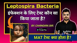 leptospirosis microbiology  leptospirosis in hindi  leptospirosis igm test  chandanmlt [upl. by Ney330]