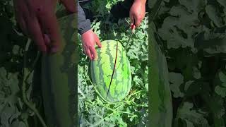 New style cut the watermelonyoutube funny nice youtubeshorts enjoy reels watermelon love [upl. by Shirah]