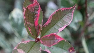 Photinia pink marble  planteztopfr [upl. by Oigolue]