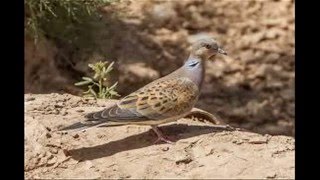 European turtle dove Streptopelia turtur sound  صوت الترغل [upl. by Annaerb678]